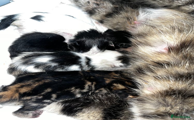 Mixed Breed cats - Advert 2