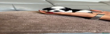 Lhasa Apso 6