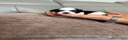Lhasa Apso dogs for sale: Gorgeous Lhasa Apso KC registered  in Consett - Advert 7
