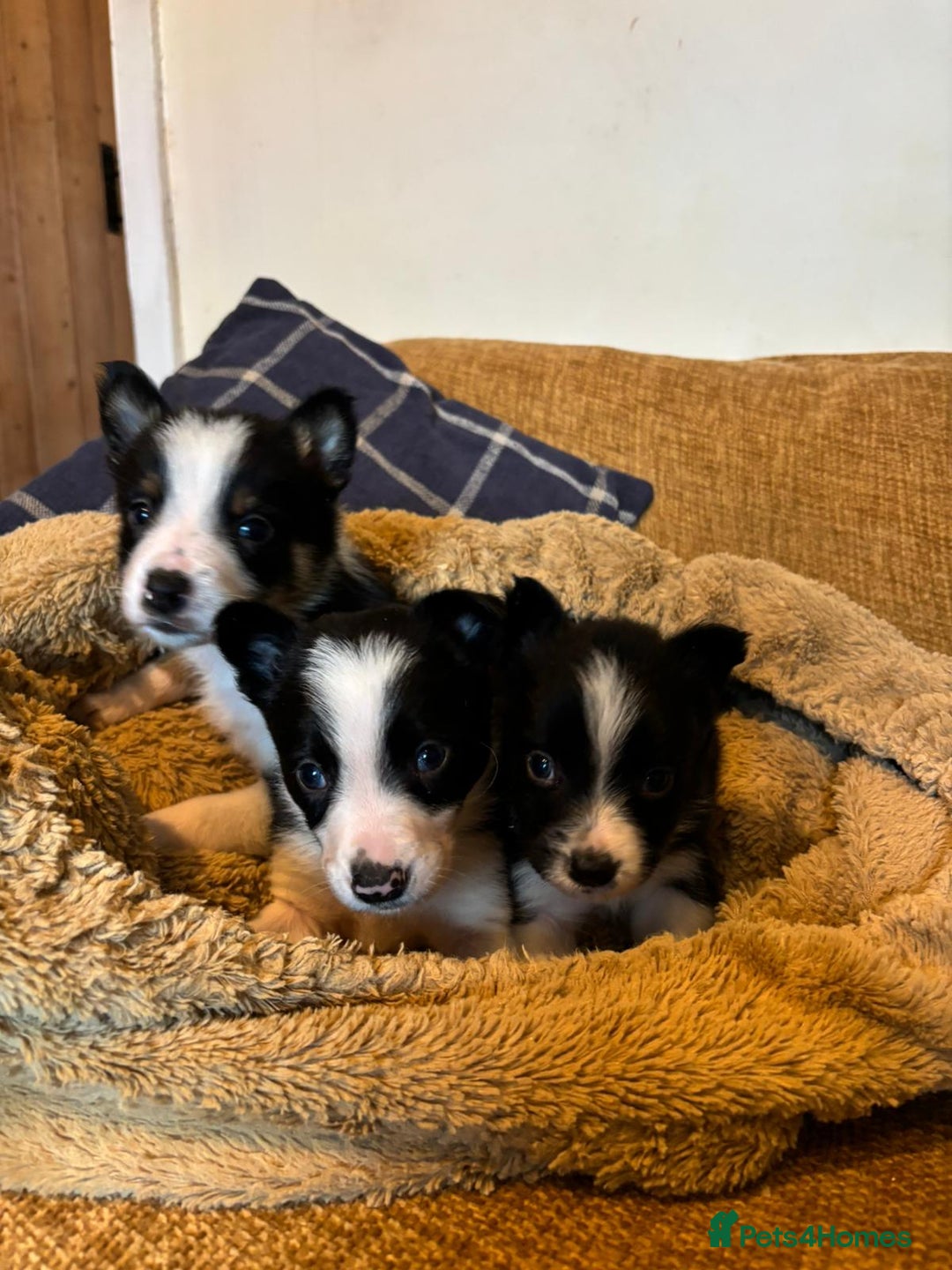 Border Collie dogs for sale: Stunning puppies. Parents health tested - Advert 5