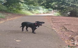 Mixed Breed dogs for sale: 6 Month Old Female Rehoming - Image 2