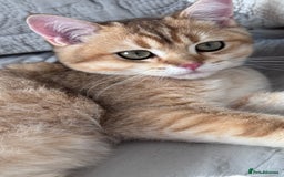 British Shorthair cats for sale: BSH GCCF Girl and Boy NY 12 GOLDEN BLACK SHEDDED  in Basildon - Image 8