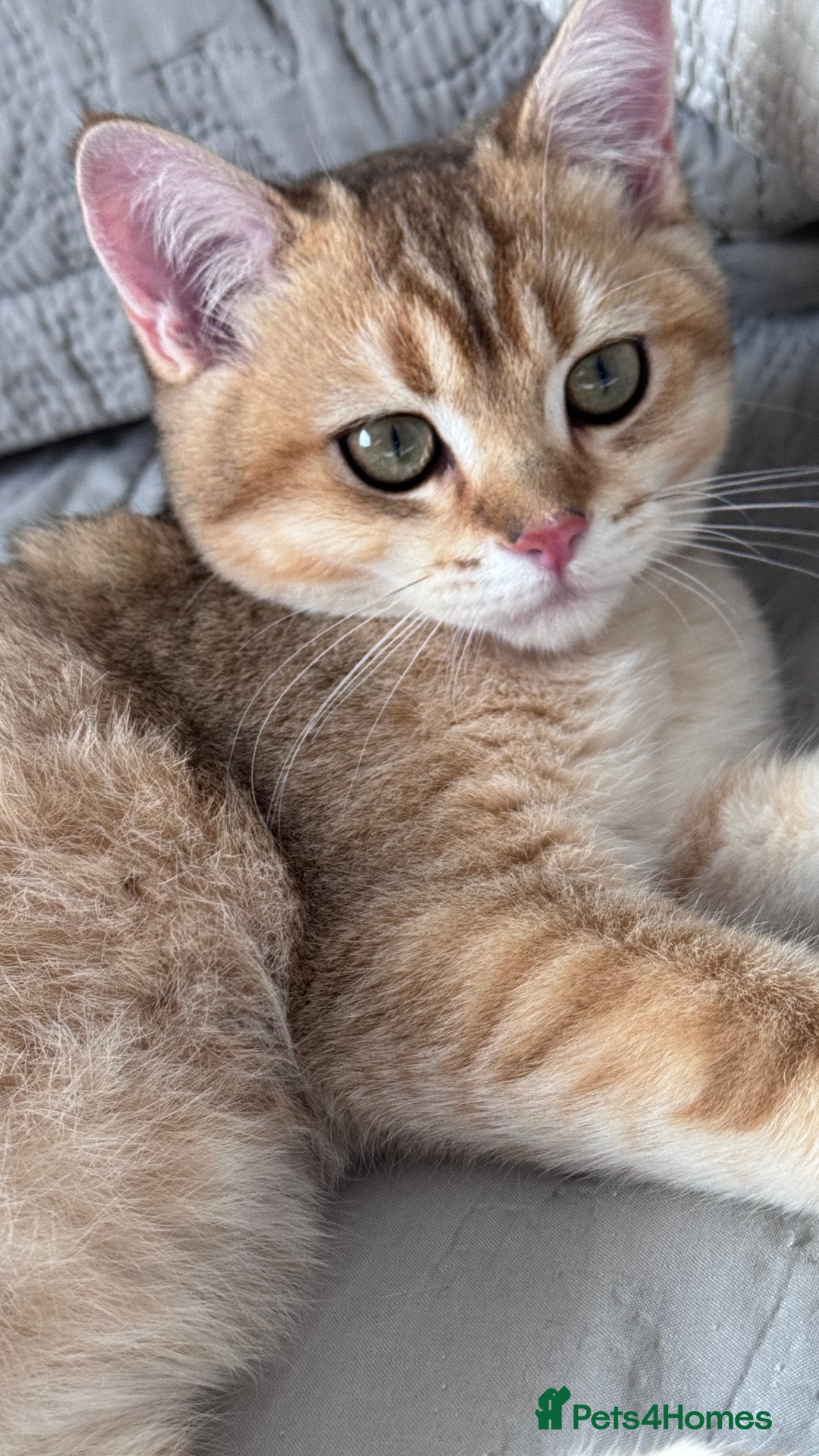 British Shorthair cats for sale: BSH GCCF Girl and Boy NY 12 GOLDEN BLACK SHEDDED  in Basildon - Image 8