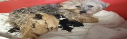 Morkie dogs for sale: Morkie puppies 5 🌟 licence breeder  - Advert 11