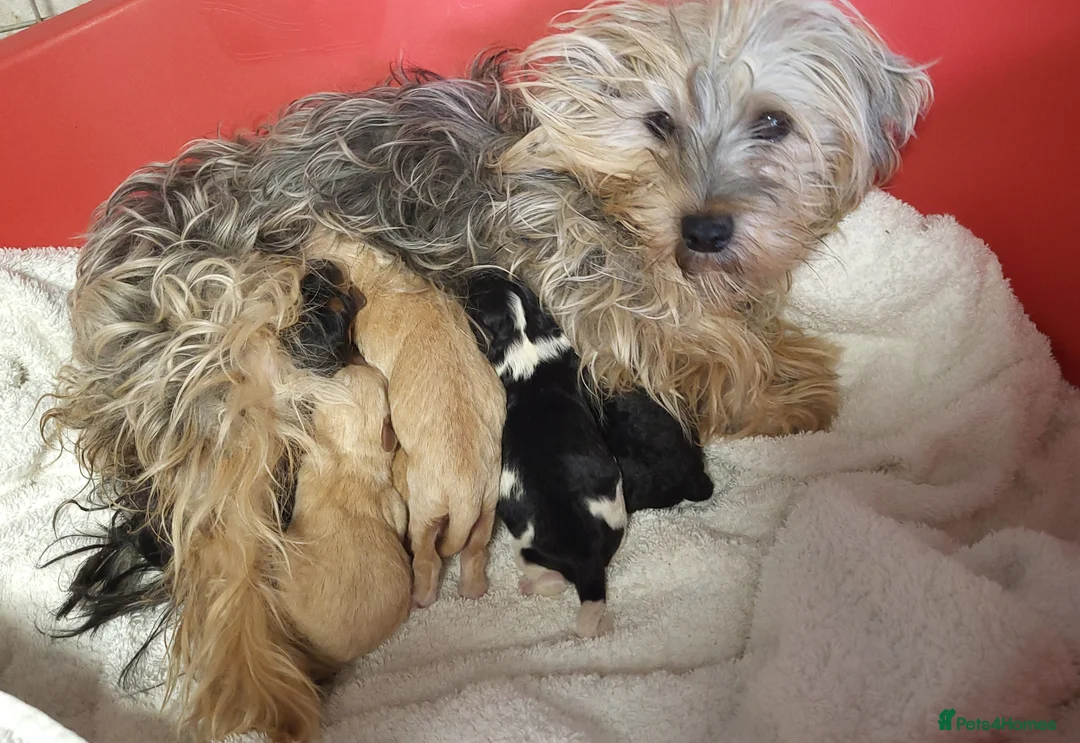 Morkie dogs for sale: Morkie puppies 5 🌟 licence breeder  - Advert 11