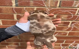Miniature Dachshund dogs for sale: Miniature dachshunds  - Image 9