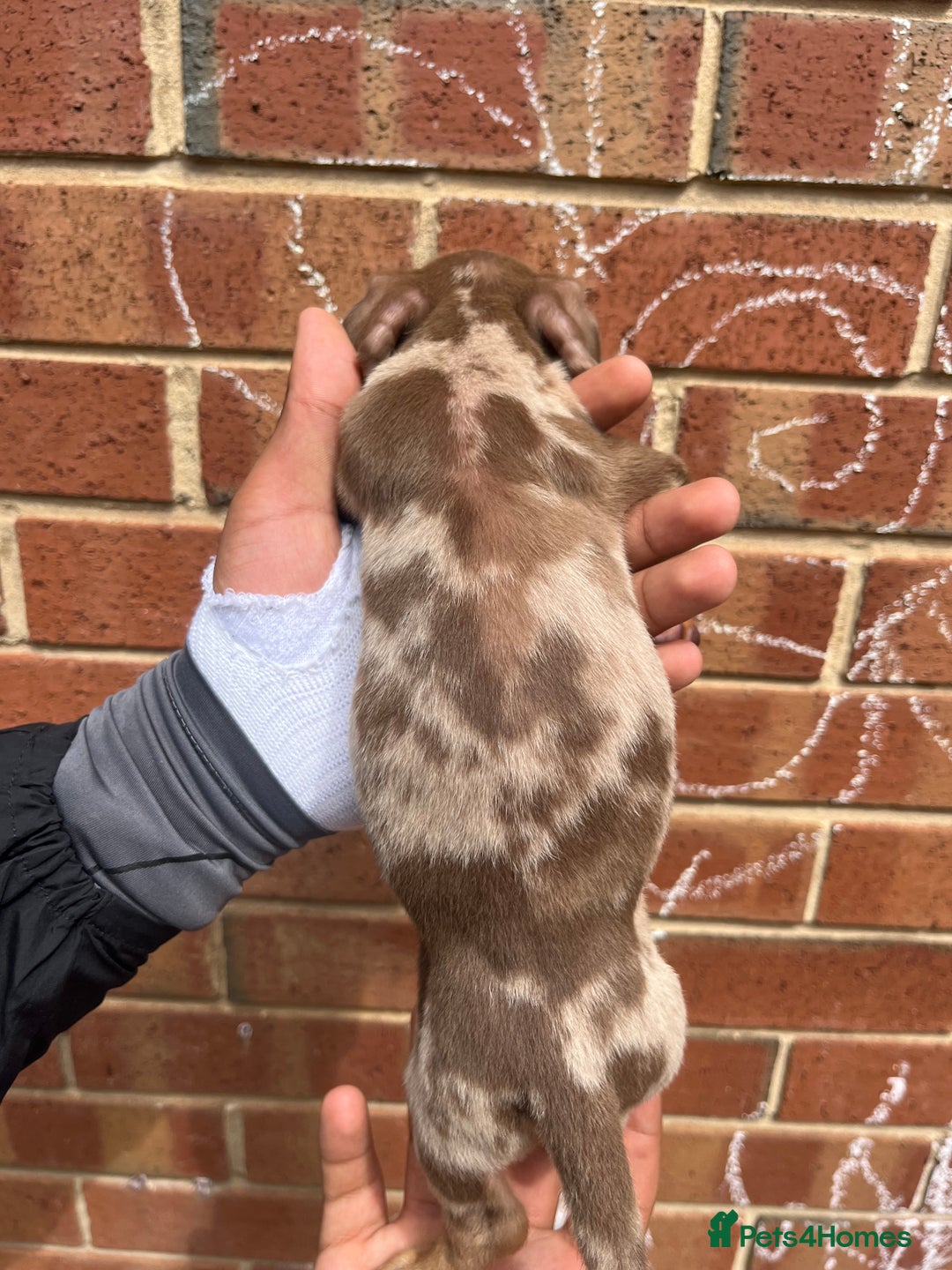 Miniature Dachshund dogs for sale: Miniature dachshunds  - Image 9