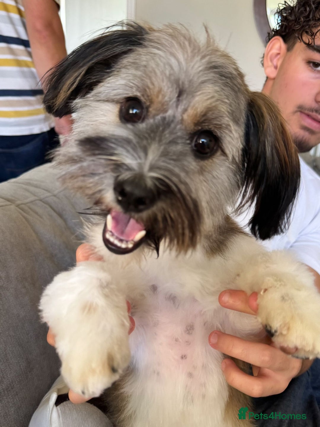 Mixed Breed dogs for adoption: Pepito  - Image 1