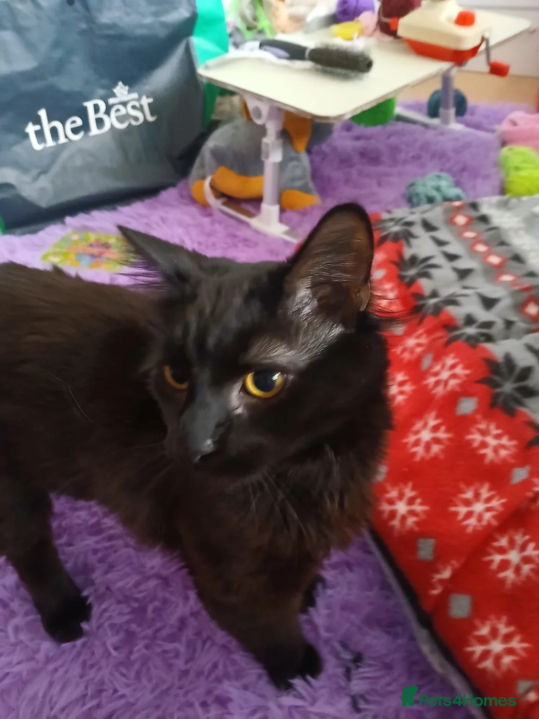 Mixed Breed cats for sale: Maine coon x male  - Advert 7