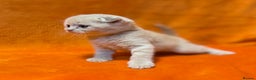 Scottish Fold cats for sale: 🩵Gorgeous Scottish Fold and Straight kittens 🩷 - Advert 4