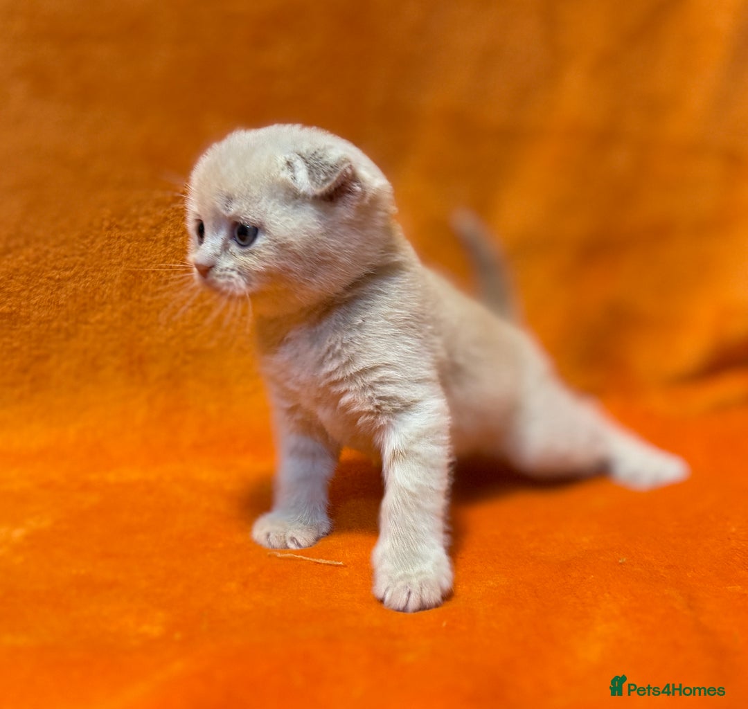 Scottish Fold cats for sale: 🩵Gorgeous Scottish Fold and Straight kittens 🩷 - Advert 4