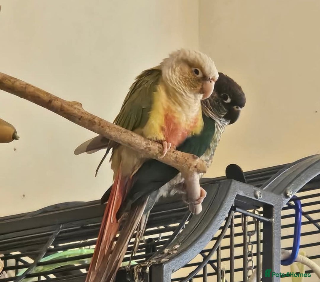 Conures birds for sale: Bonded pair of green cheek conures  - Image 3