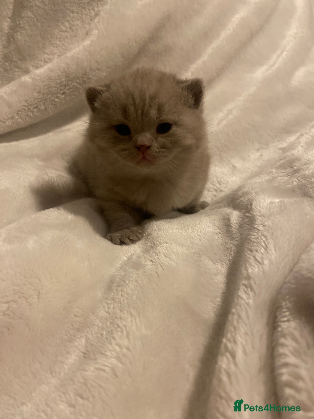 British Shorthair cats for sale: British shorthair ,lilac,pedigree - Advert 7