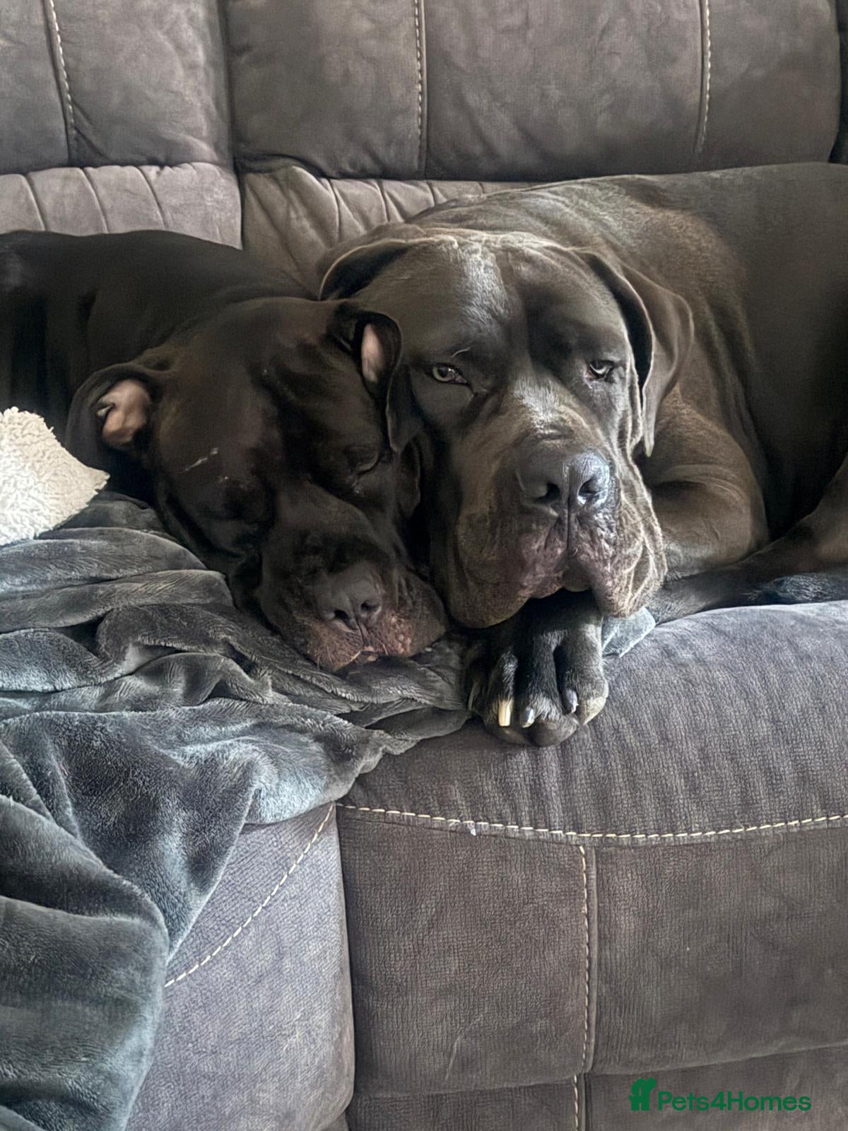 Cane Corso dogs Cane corso  puppies  4 weeks  old - Advert 1