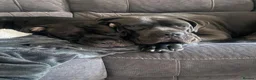 Cane Corso dogs for sale: Cane corso  puppies  4 weeks  old - Advert 1