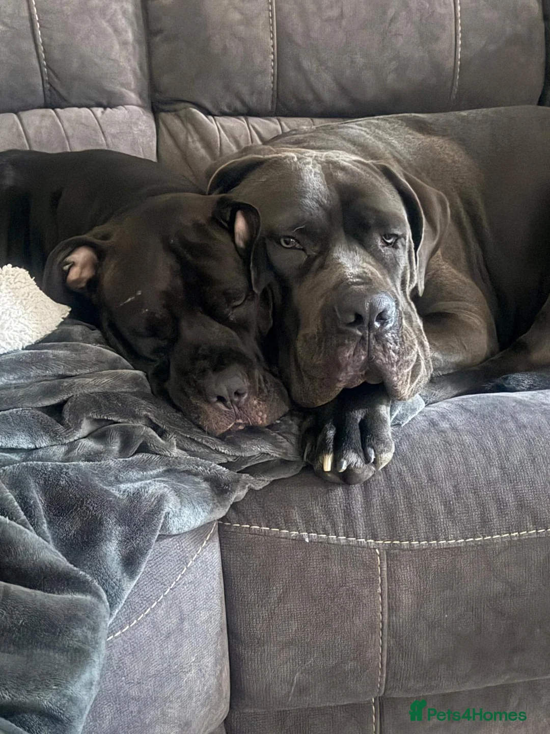 Cane Corso dogs for sale: Cane corso  puppies  4 weeks  old - Advert 1