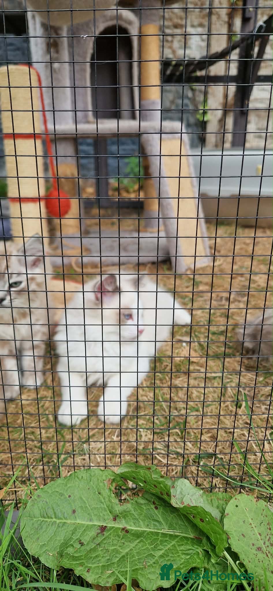 Ragdoll cats REDUCED !!Stunning Pedigree Bi coloured Ragdolls  - Advert 1
