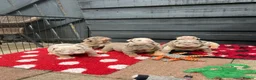 English Bulldog dogs for sale: British bull dog puppy’s  - Advert 8