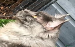 Maine Coon cats for stud: Stud Gccf duel Tica active blue smoke  in Grantham - Image 13