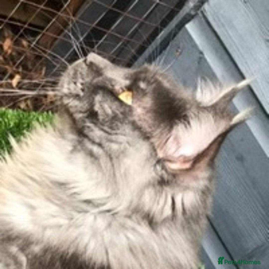Maine Coon cats for stud: Stud Gccf duel Tica active blue smoke  in Grantham - Image 13