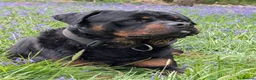 Mixed Breed dogs for sale: Beautiful Lab x rotty pups  in Exeter - Advert 14