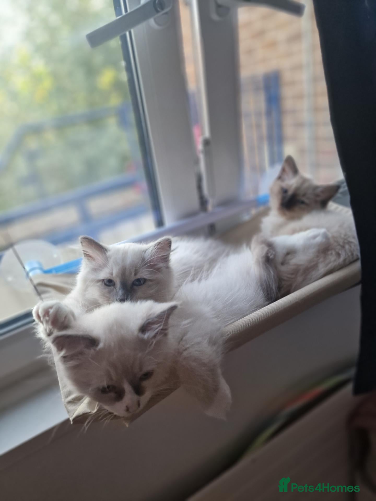 Ragdoll cats 2 males and 1 female Ragdoll kittens  - Advert 1