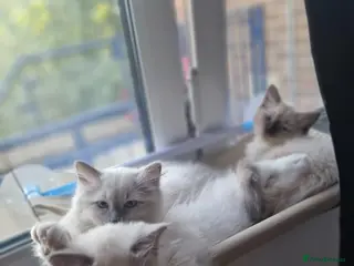 Ragdoll cats 2 males and 1 female Ragdoll kittens - Advert 1