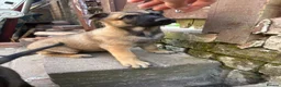 Belgian Shepherd Dog dogs for sale: Beautiful Malinois girl ready to leave - Advert 4