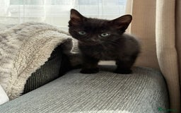 Mixed Breed cats for sale: Black/ brown striped  - Image 7