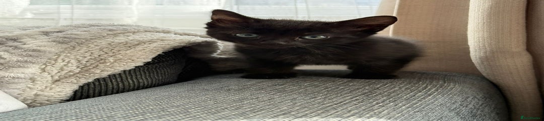 Mixed Breed Kitten 1