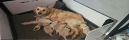Golden Retriever dogs for sale: KC Registered Show Line Golden Retriever Puppies - Advert 34