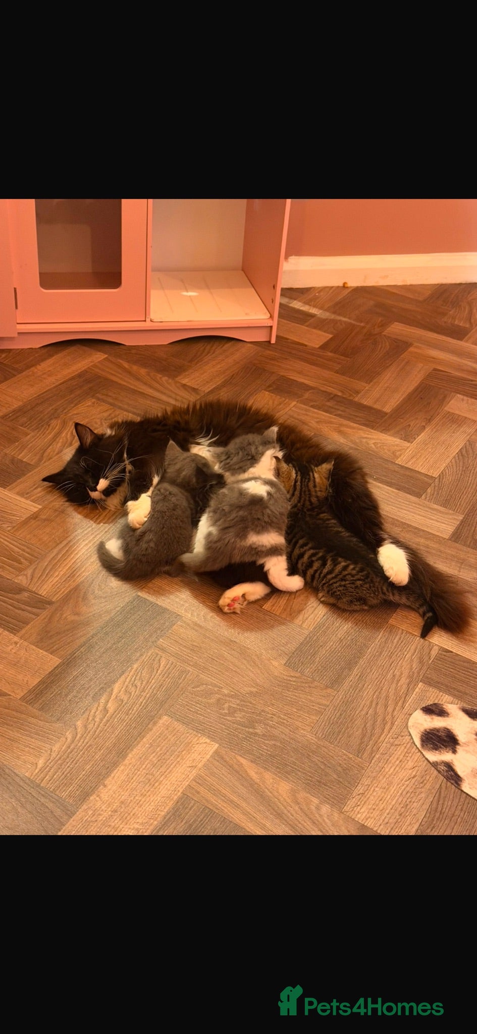 Mixed Breed cats Kittens - Advert 4