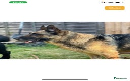 German Shepherd dogs for stud: Gorgeous German Shepherd For Stud in Kidderminster - Image 18