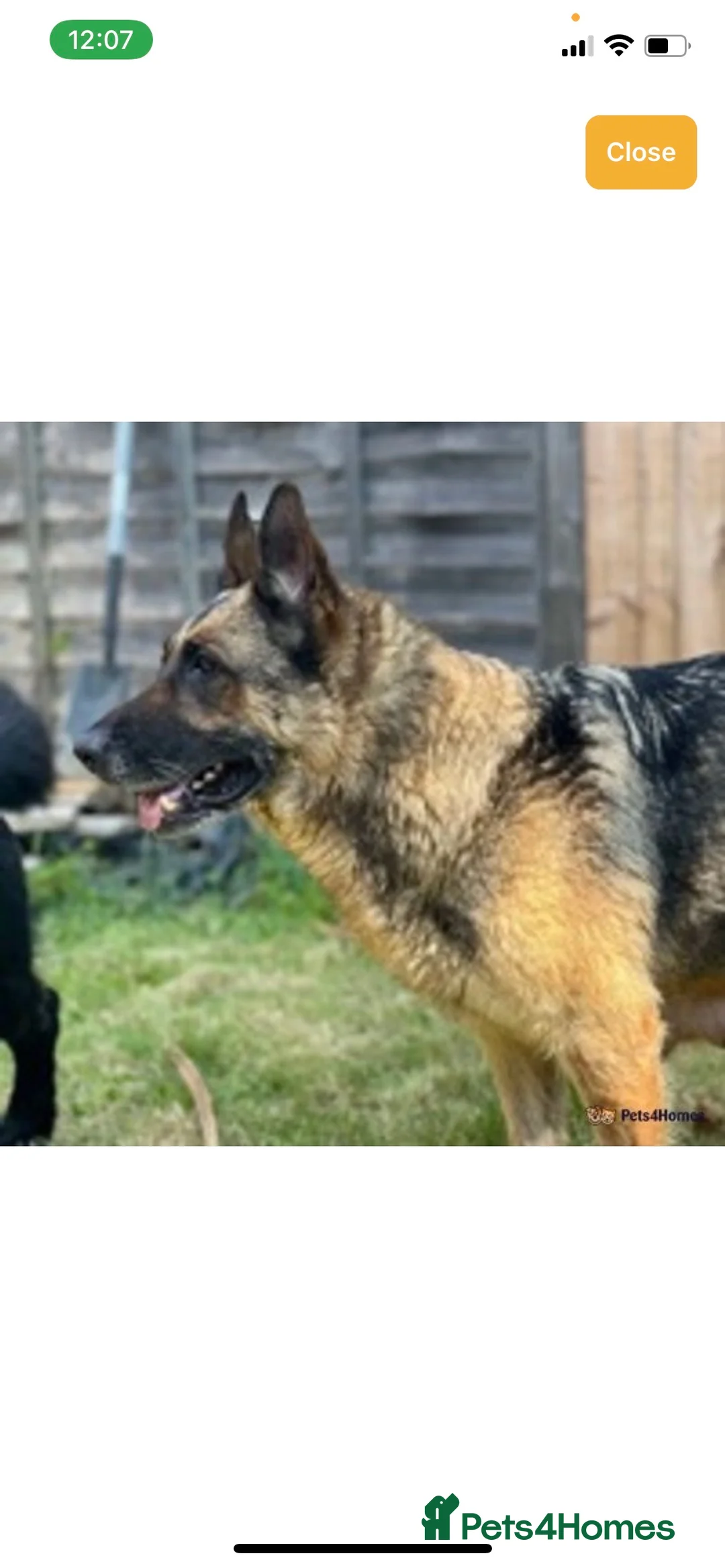 German Shepherd dogs for stud: Gorgeous German Shepherd For Stud in Kidderminster - Advert 18