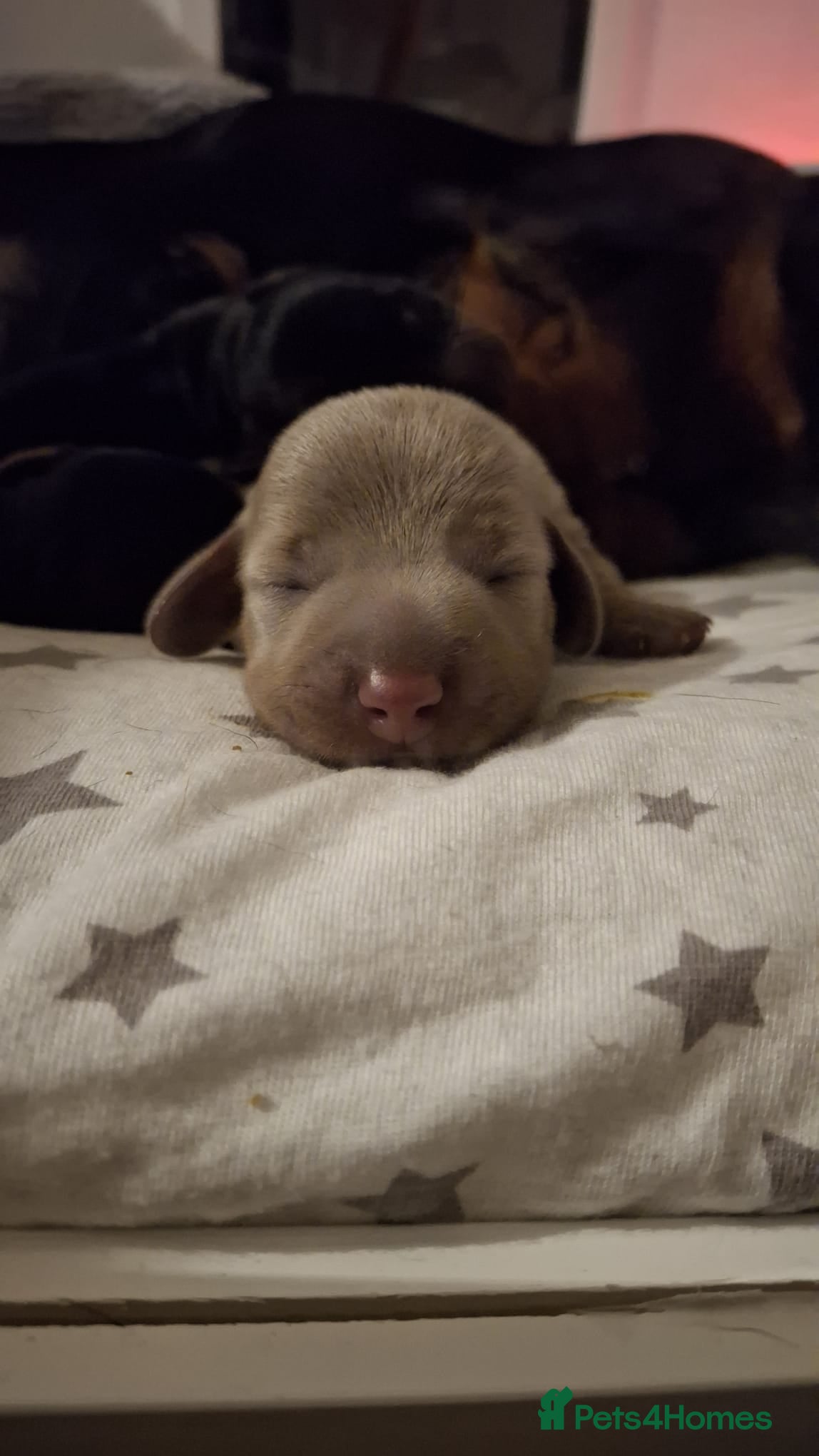 Dachshund dogs Miniature Dauchund Isabella and Black/Tan pups.  - Advert 1