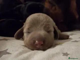 Dachshund dogs Miniature Dauchund Isabella and Black/Tan pups. - Advert 1