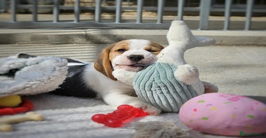 Beagle dogs - Advert 7