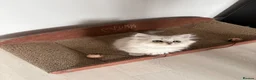 Persian cats for sale: Persian Kittens  - Advert 13