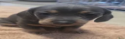 Miniature Dachshund dogs for sale: Adorable KC Registered Miniature Dachshund Puppies - Advert 4