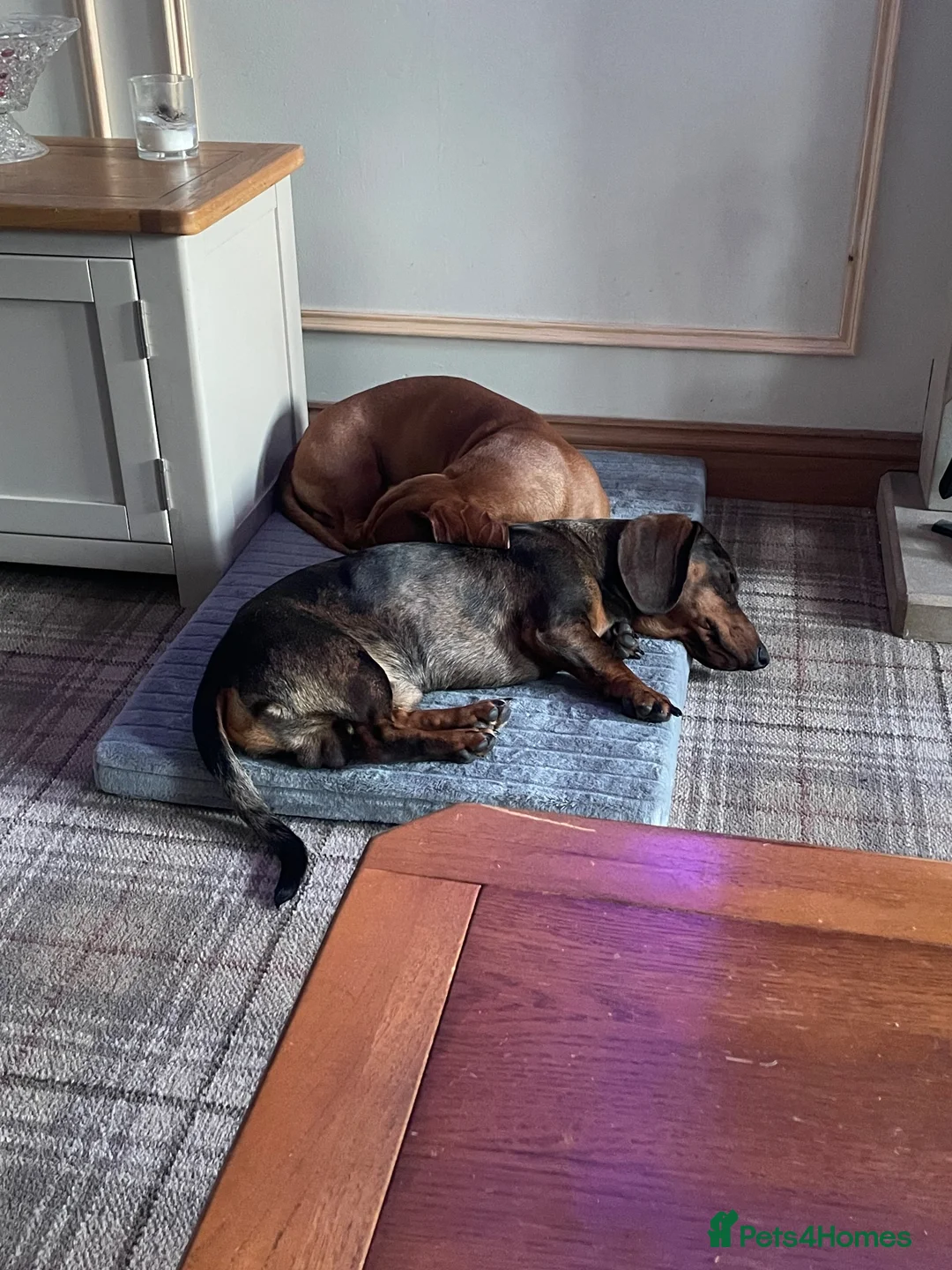 Dachshund dogs for sale: 1 year old, looking for new home  - Advert 2