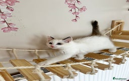 Ragdoll cats for sale: Beautiful Ragdoll kittens from Champion lines - Image 8
