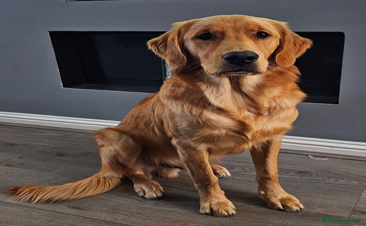 Golden Retriever dogs - Advert 1