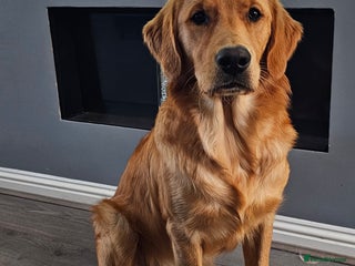 Golden Retriever dogs - Advert 1