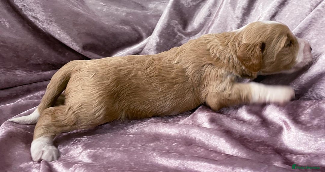 Labradoodle dogs for sale: Labradoodles for Sale! - Image 4