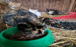 Mixed Breed cats for sale: Beautiful fluffy farm kittens - Image 1