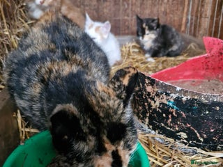 Mixed Breed cats - Advert 18