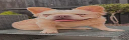 French Bulldog dogs for sale: Wavy/Puffy Coated French Bulldogs - Advert 7
