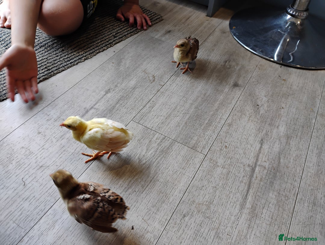 Peafowl poultry for sale: 3 Pea Chicks - Image 4