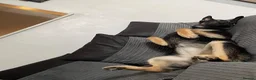 Mixed Breed dogs for sale: Stunning Shepherd Puppies Parents Can Be Seen - Advert 13