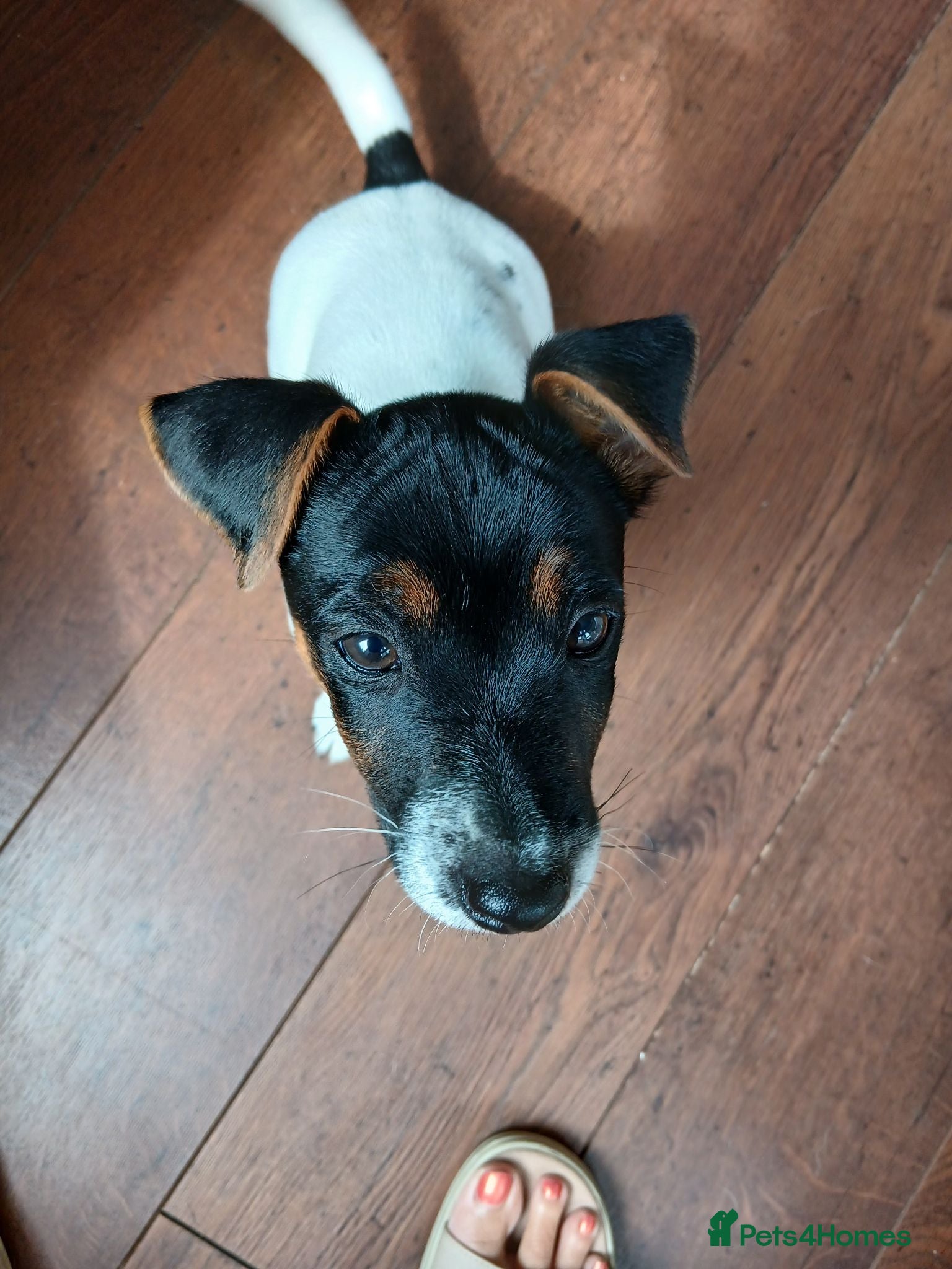 Mixed Breed dogs Jack Russell 12wk male vaccinated/chipped  - Advert 16